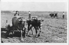 CPA animée Attelage de Boeufs