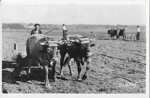 Cpa animée attelage - de, boeufs