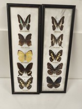 Cadre papillon ancien