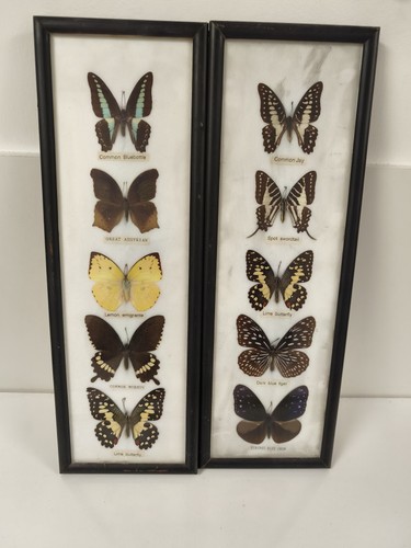 Cadre papillon ancien