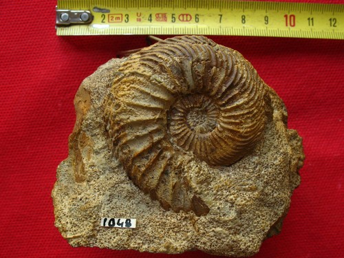 Ammonite oxfordien - ammonite,