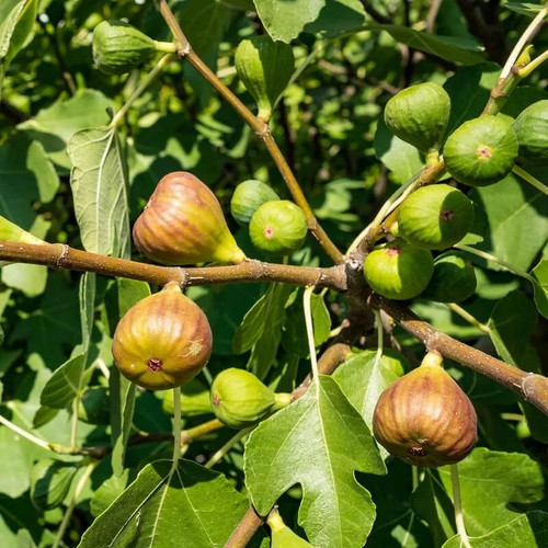 Ficus carica terza - ficus,