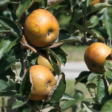 Pommier ancien 'Reinette