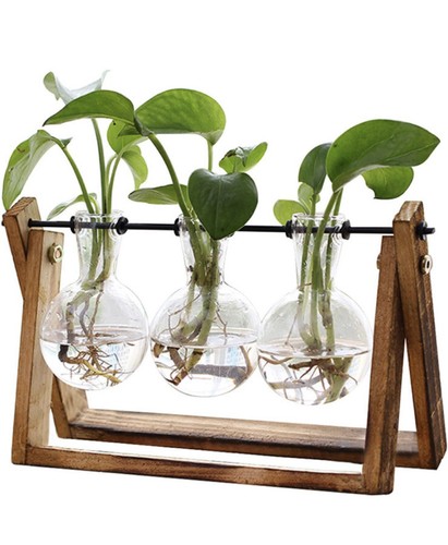 Plant terrarium with - plant,