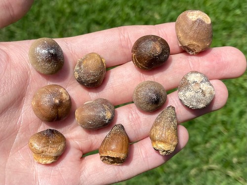 Rare globidens mosasaur teeth - mosasaur,