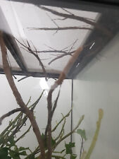 Phasmes Carausius morosus