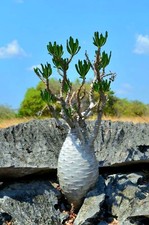 Pachypodium ambongense