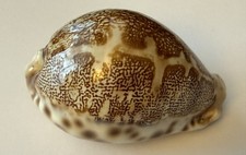 coquillage  Cypraea  Mappa