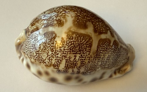 Coquillage cypraea mappa - cypraea,