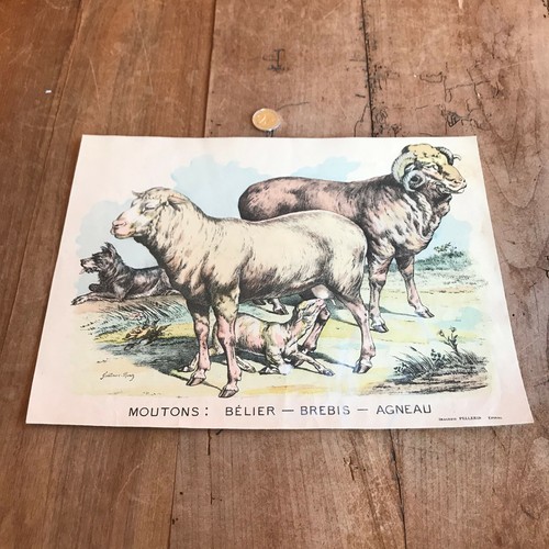 Gravure ancienne faune - ancienne, et