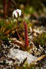 DROSERA ARCTURI - 10 graines