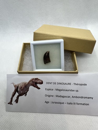 Very rare megalosauridae tooth - very,