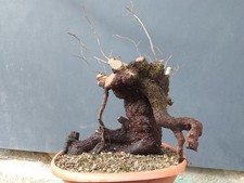 Bonsaï orme champêtre 40 x 32 cm plante articulée livraison gratuite...