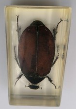 CABINET CURIOSITE INCLUSION