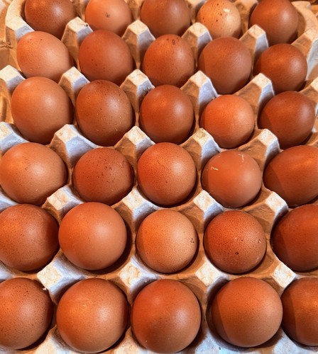 Black copper maran hatching - black,