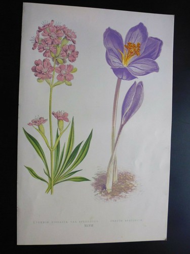 Gravure couleur - , 19°