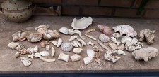 Gros lot de Coquillages