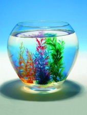 Coquillage Magique -