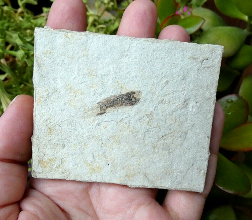 Plaque petit poisson - , fossile