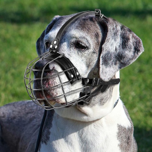 Muselière pour chien - muselière,