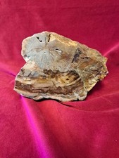 Bois Fossilisé  Madagascar Mineraux  Pierre 1.4 Kg