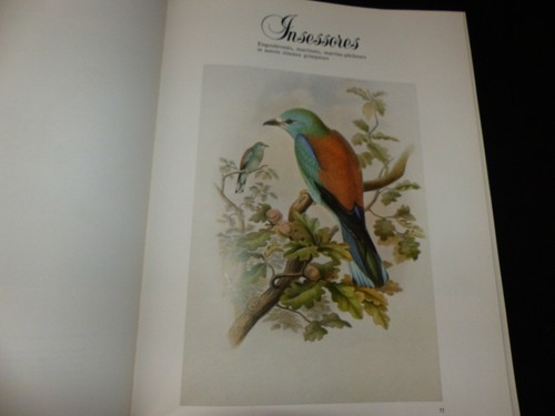 Les oiseaux john - john,