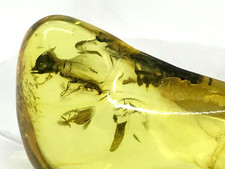 Pendentif Ambre avec Cadeau