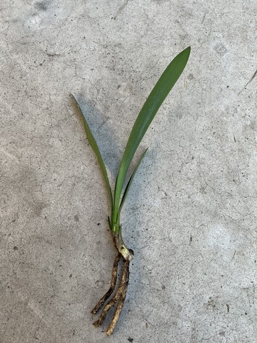Clivia miniata bush - bush, lily