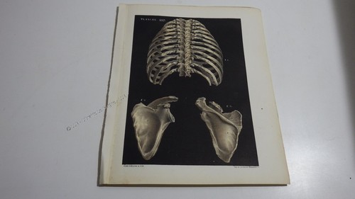 1850 lithographie couleur - 1850.lithographie,