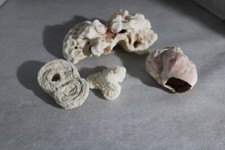 Coquillage corail cerveau