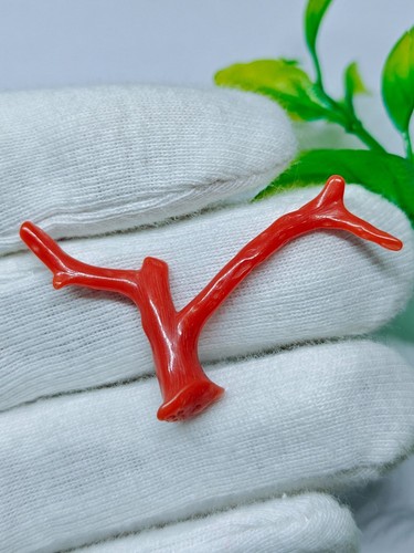 Branche polie corail - , rouge