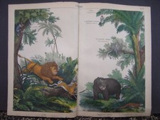 Image Lithographie Fasoli