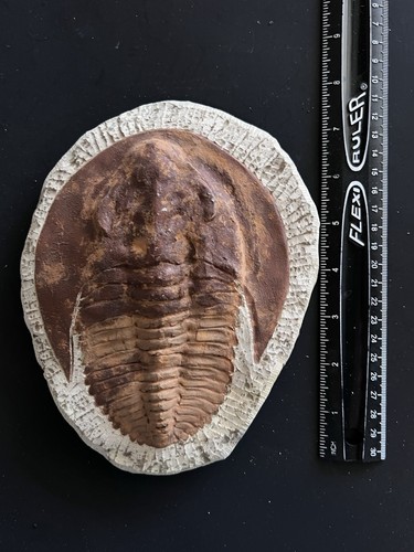 Cambropallas trilobite fossil - cambropallas,