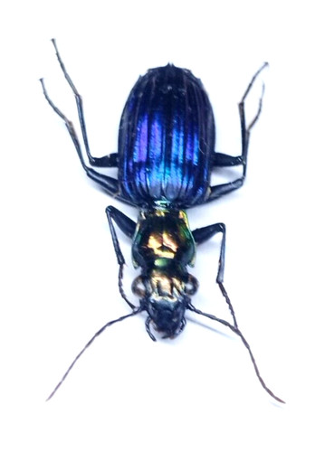 Insect catascopus regalis - insect,