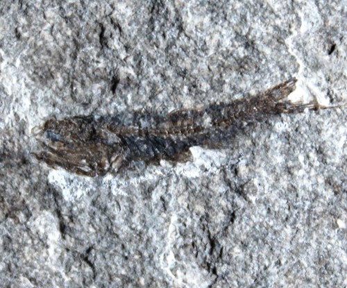 Eomyctophum koraensis - ,