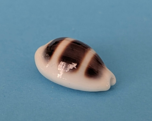 Cypraea asellus mm - 16,4,