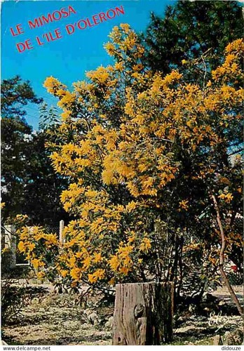 Carte postale ile - postale,