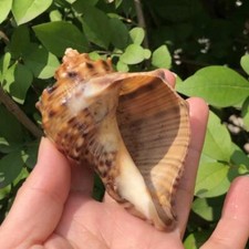 1PC Naturel Coquillage Conchs
