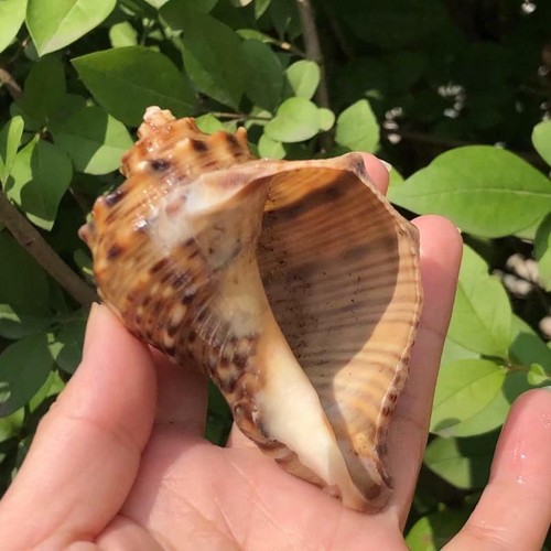 1pc naturel coquillage - coquillage, conchs
