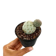 Tephrocactus geometricus TWO