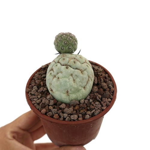 Tephrocactus geometricus