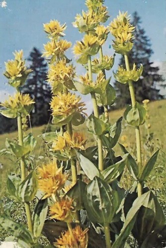 Gentiane jaune gentiana - gentiane, (gentiana