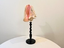 XXL Ancien gros coquillage