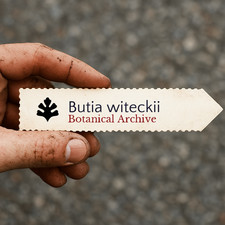 Butia witeckii seeds - butia,