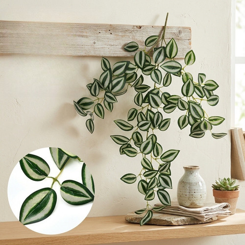 Plante fausse peperomia - peperomia, à
