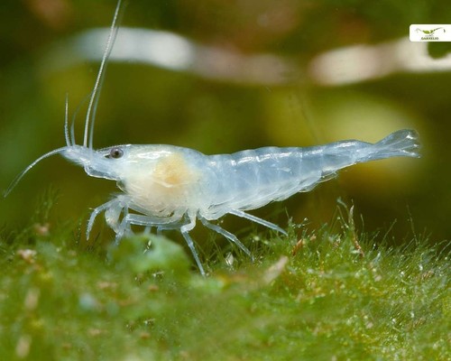 Crevettes caridines - 12,