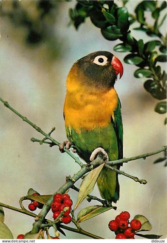 Carte postale animaux - -,