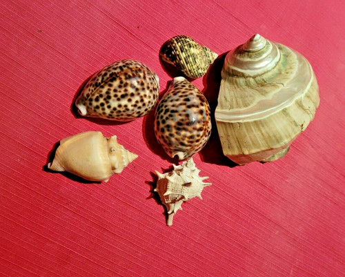 Lots coquillages de - de, 6