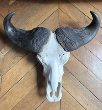 Massacre trophée  cornes Buffle Africain Ancien os
