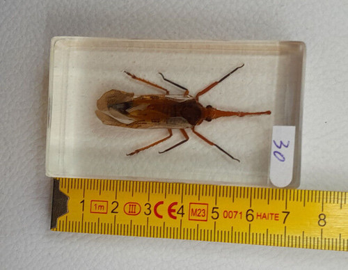 Résine inclusion insectes